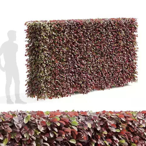 Fagus sylvatica hedge