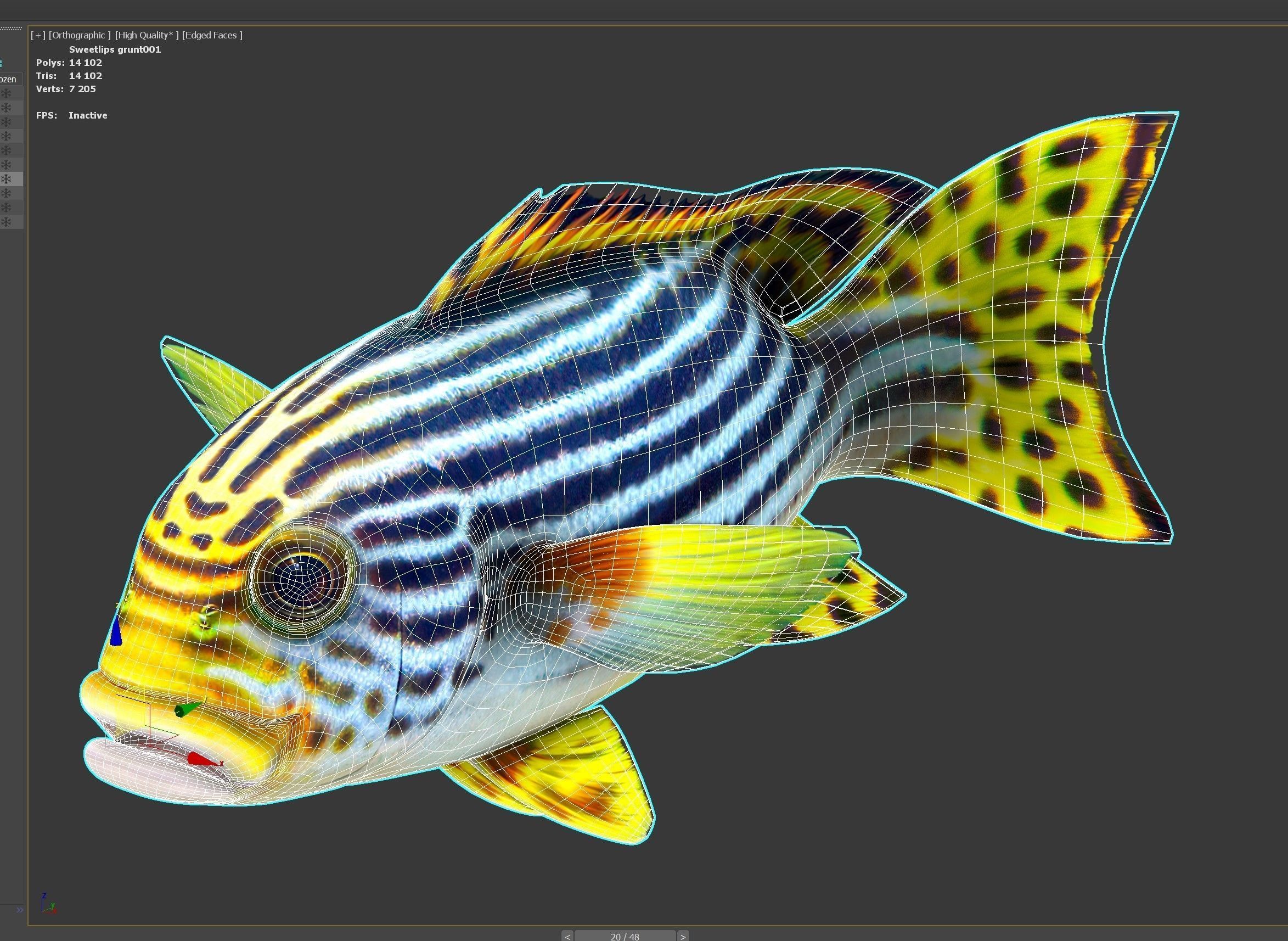 Fish Sweetlips and grunt Low-poly 3D model_9