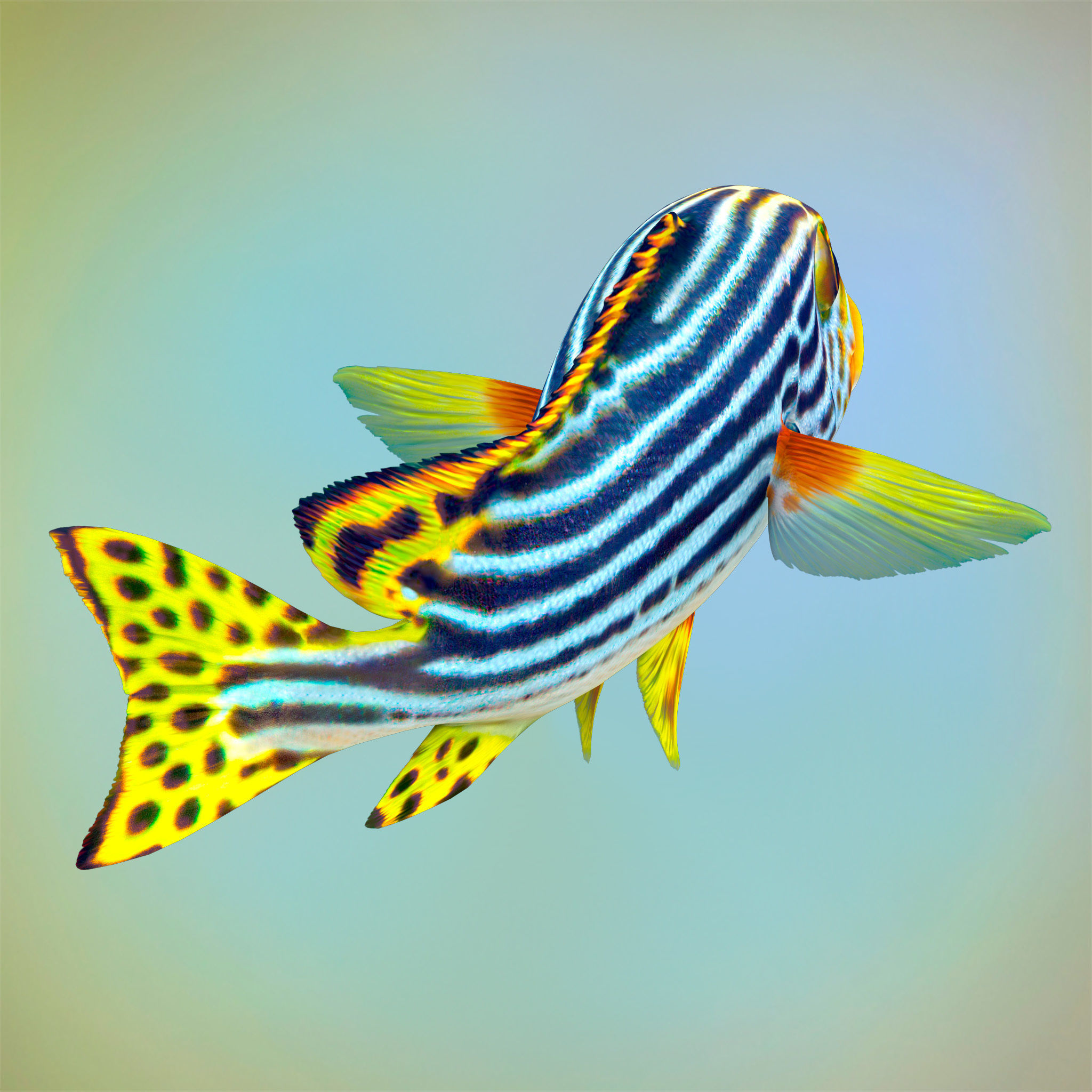 Fish Sweetlips and grunt Low-poly 3D model_4