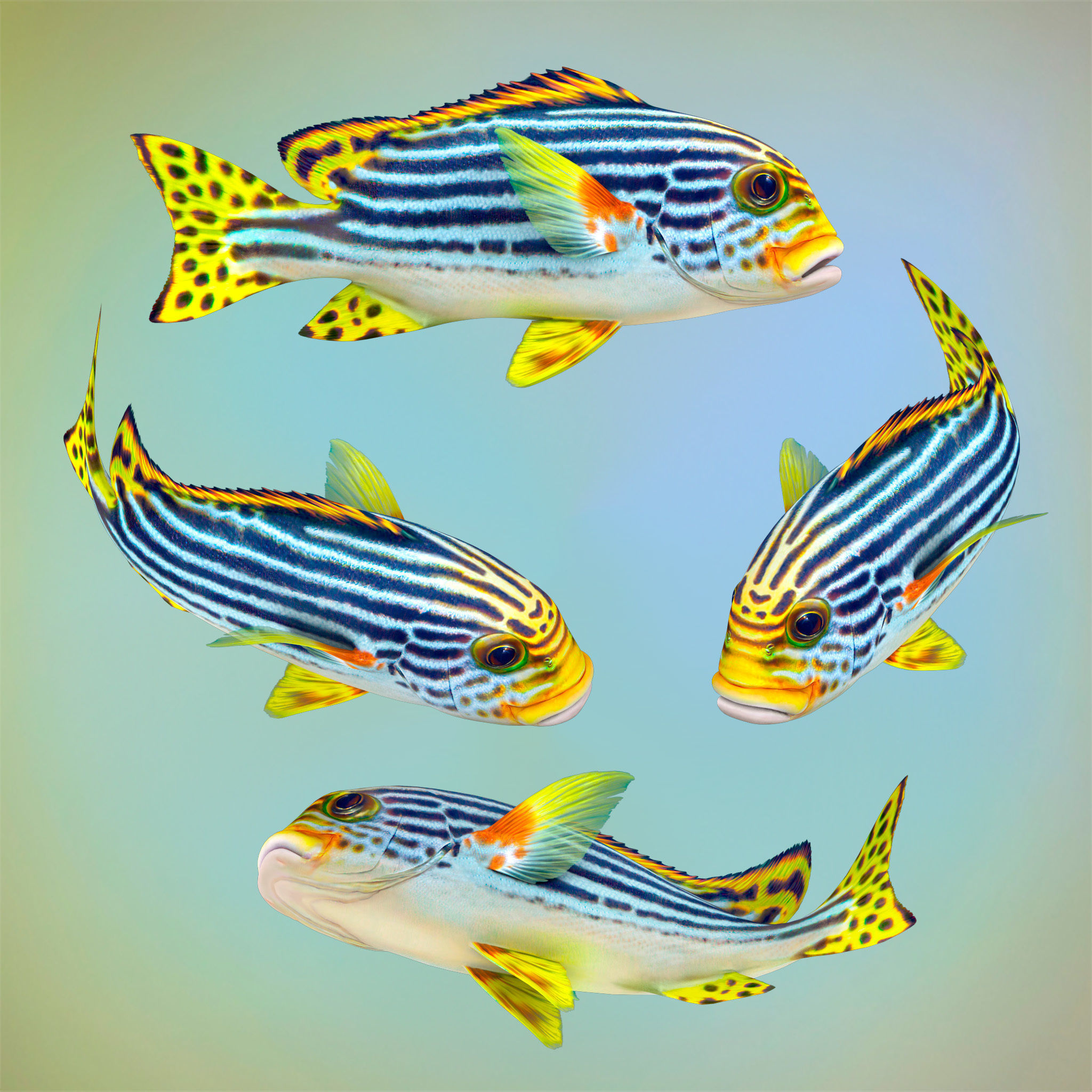 Fish Sweetlips and grunt Low-poly 3D model_5