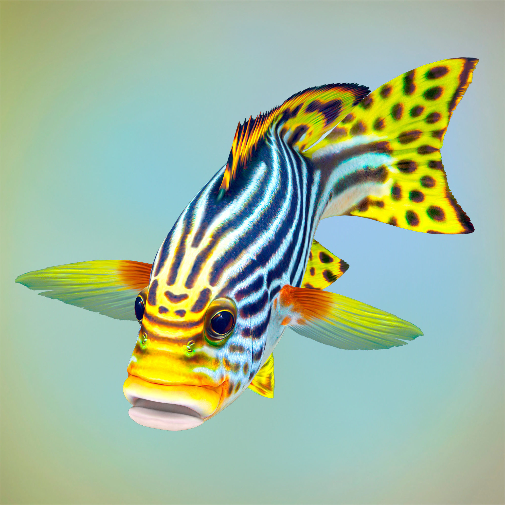 Fish Sweetlips and grunt Low-poly 3D model_2