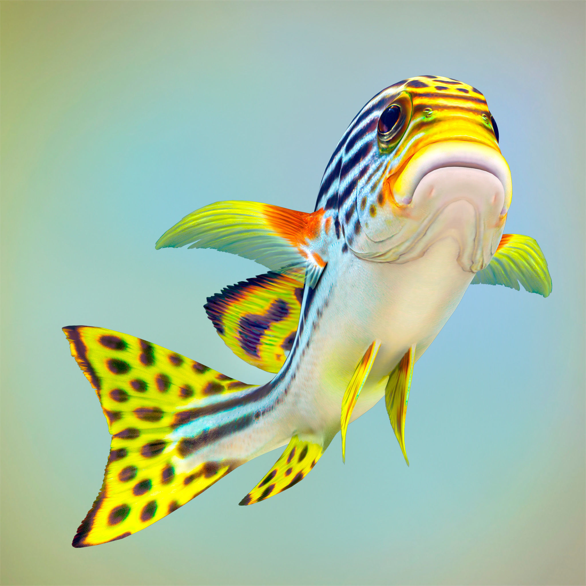 Fish Sweetlips and grunt Low-poly 3D model_3