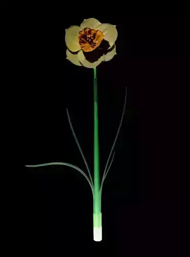 Flower Yellow Narcissus