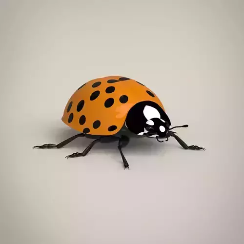 Ladybug