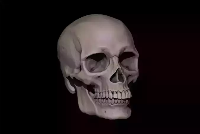 Reference skull - includes stl file ready to print