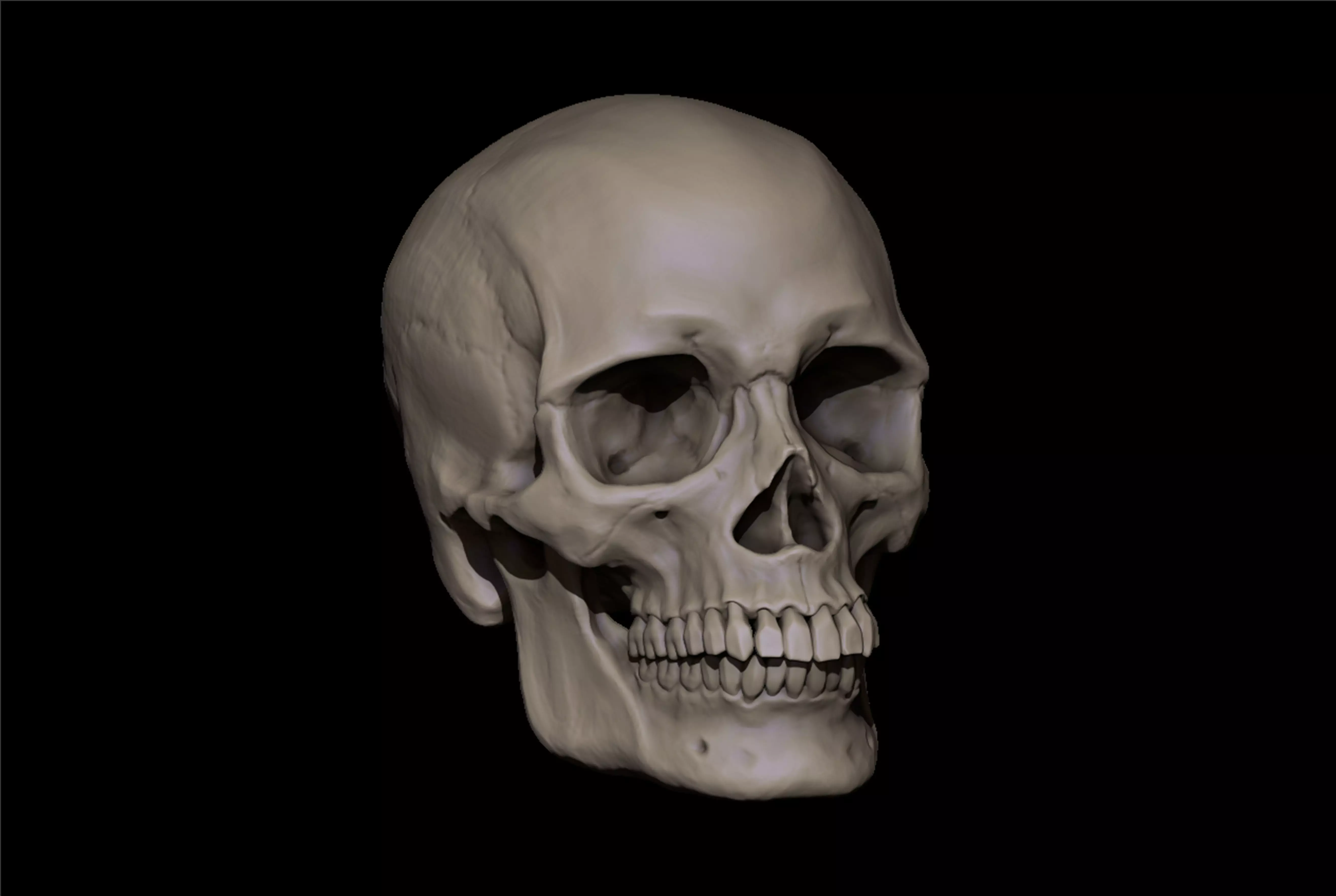 Reference skull - includes stl file ready to print 3D print model