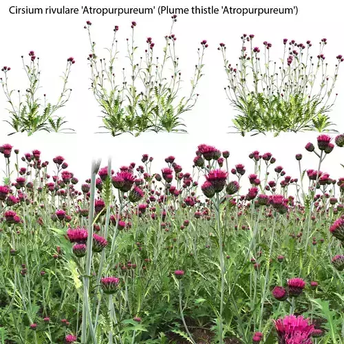 Cirsium rivulare Atropurpureum - Plume thistle Atropurpureum 02 3D model