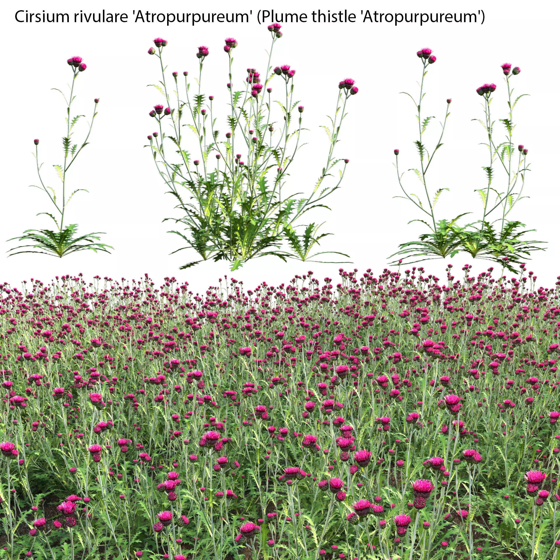 Cirsium rivulare Atropurpureum - Plume thistle Atropurpureum 3D model