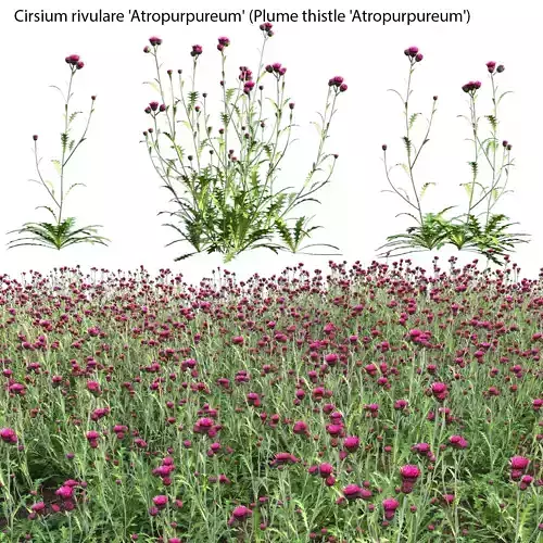 Cirsium rivulare Atropurpureum - Plume thistle Atropurpureum 3D model