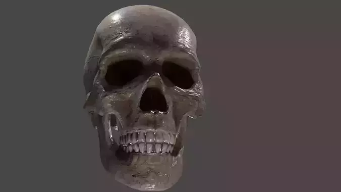 Human Skull 3D model