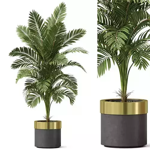Plants collection 829 3D model