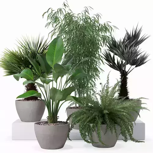 Plants collection 132 3D model