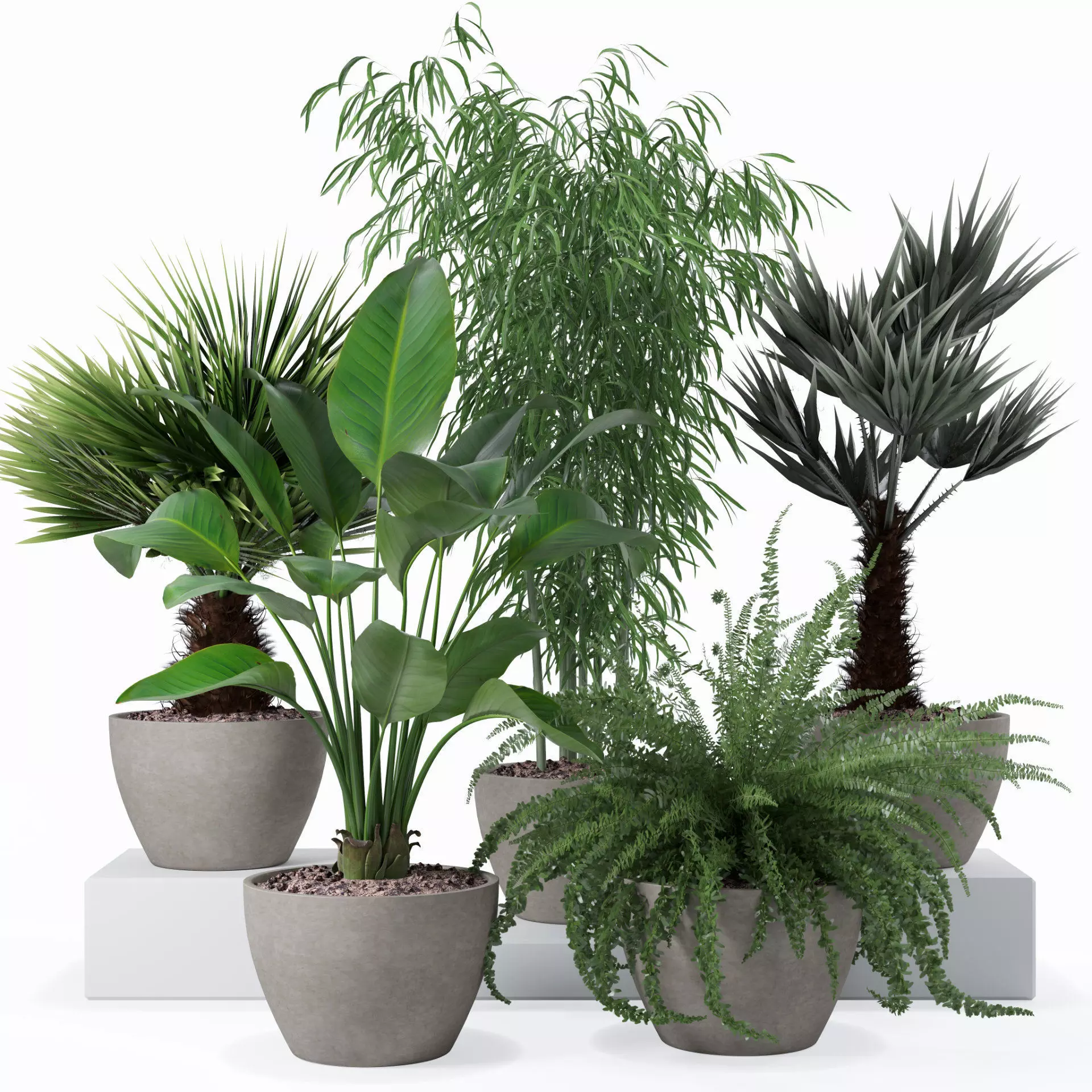 Plants collection 132 3D model_0