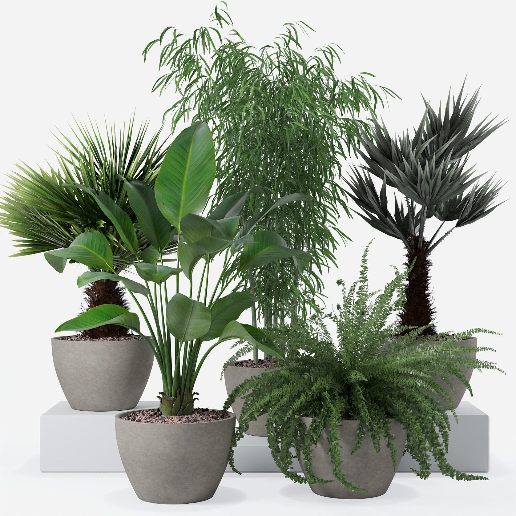 Plants collection 132 3D model_19