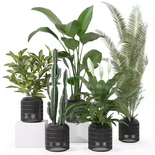 Plants collection 134 3D model