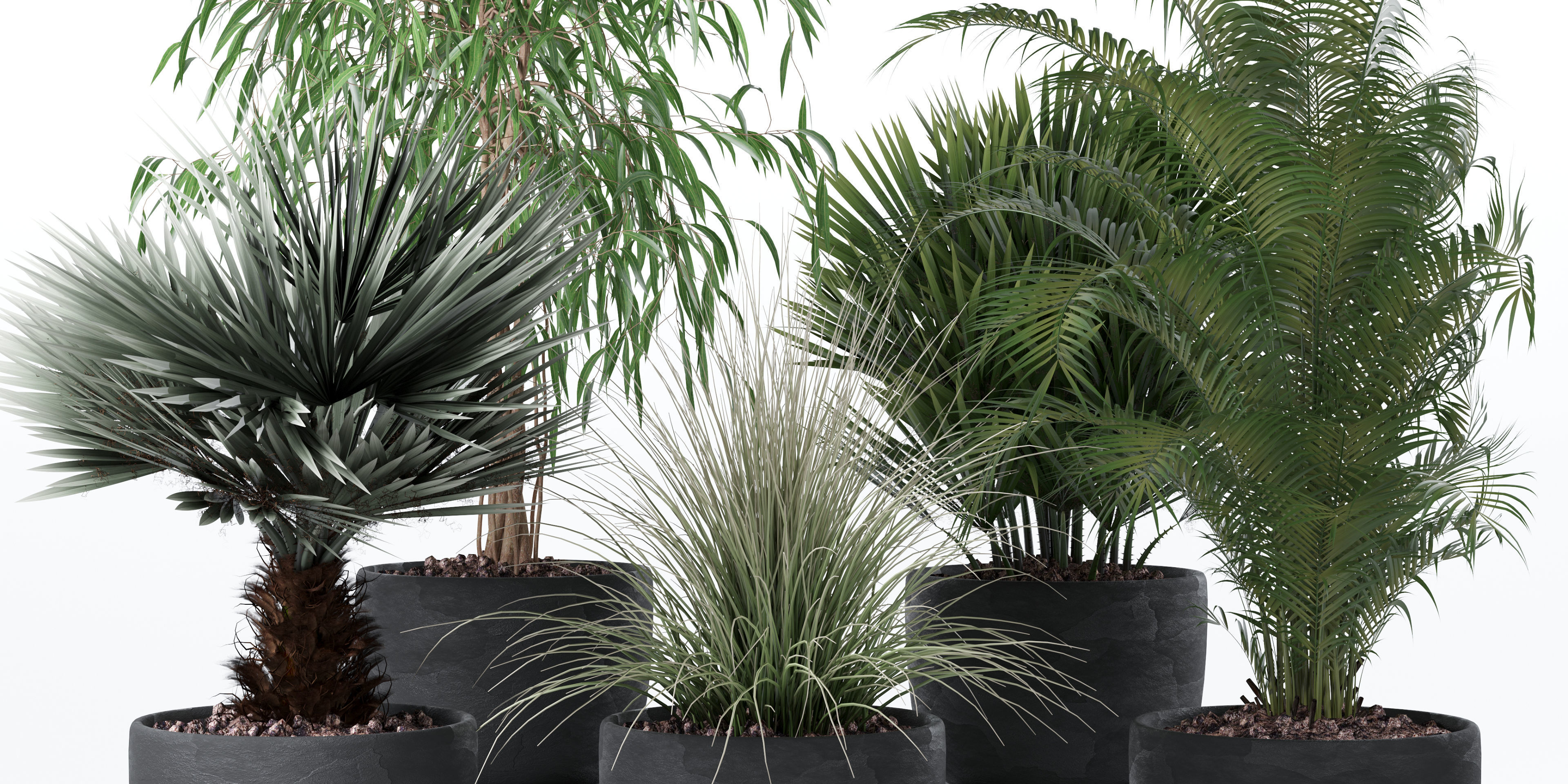 Plants collection 135 3D model_2