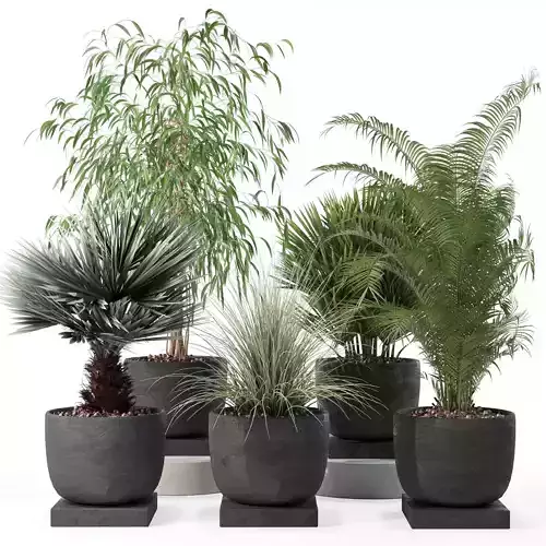 Plants collection 135 3D model