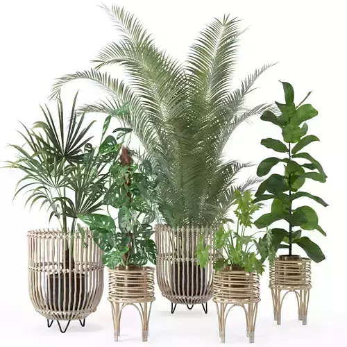Plants collection 136 3D model