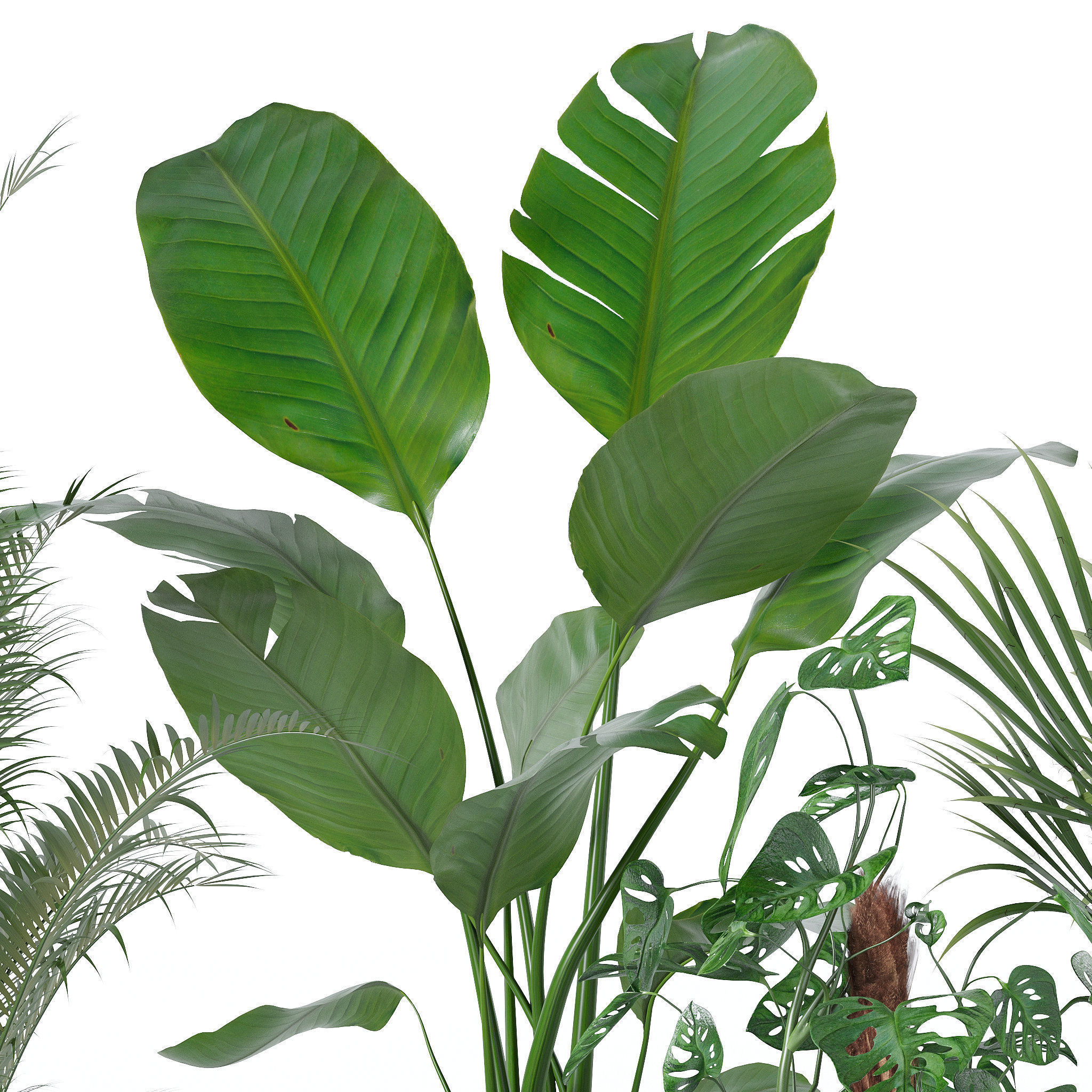 20 Photorealistic Flowers for Interiors - set 120 121 129 130 3D Model Collection_28