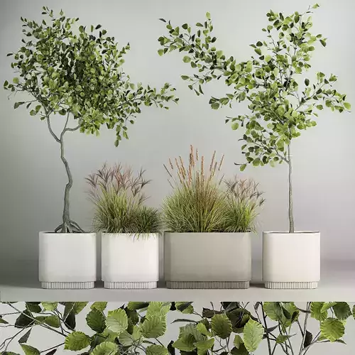 Decorative Trees In Concrete Pots For Landscaping