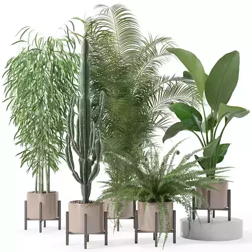 Plants collection 137 3D model
