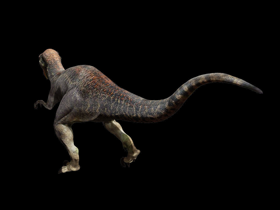 Velociraptor HP and LP 3D model_22