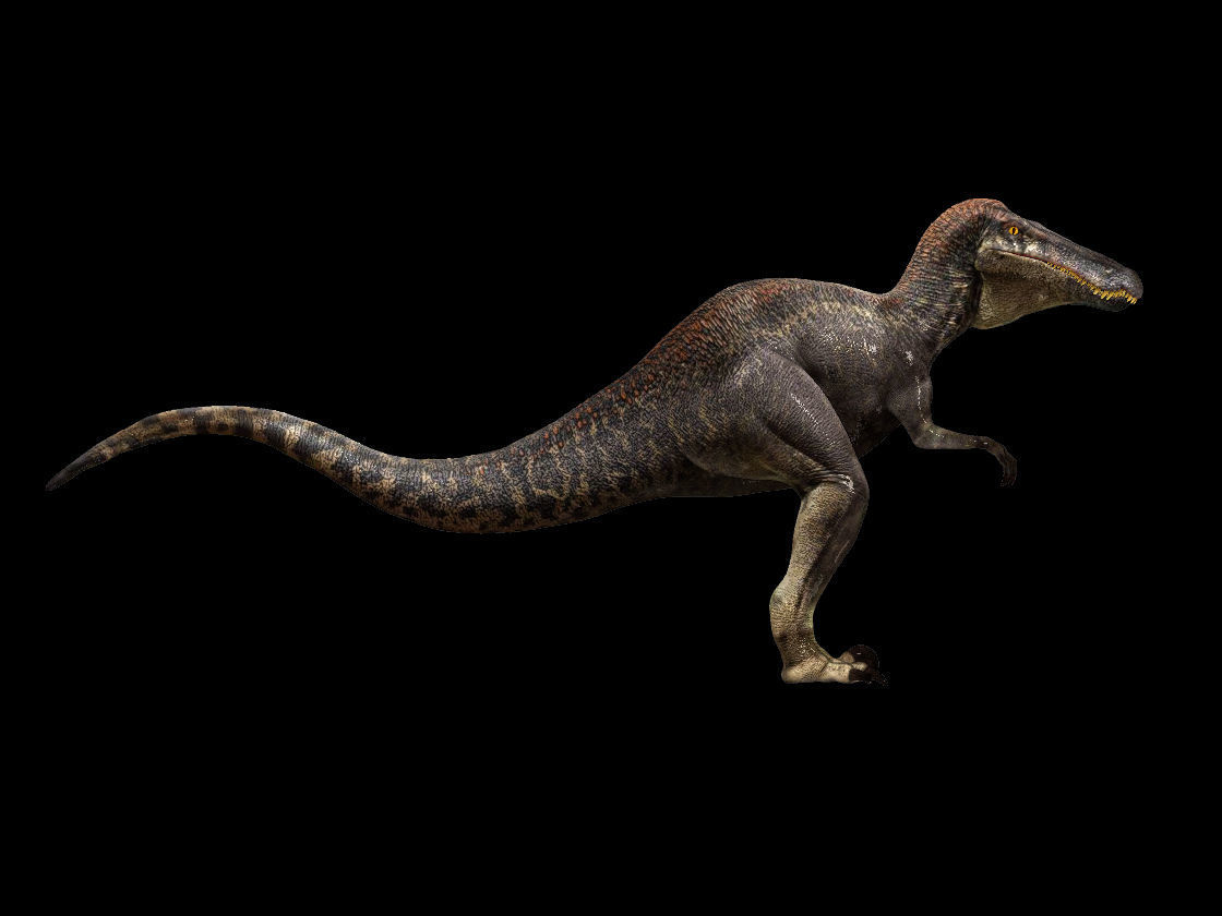 Velociraptor HP and LP 3D model_23