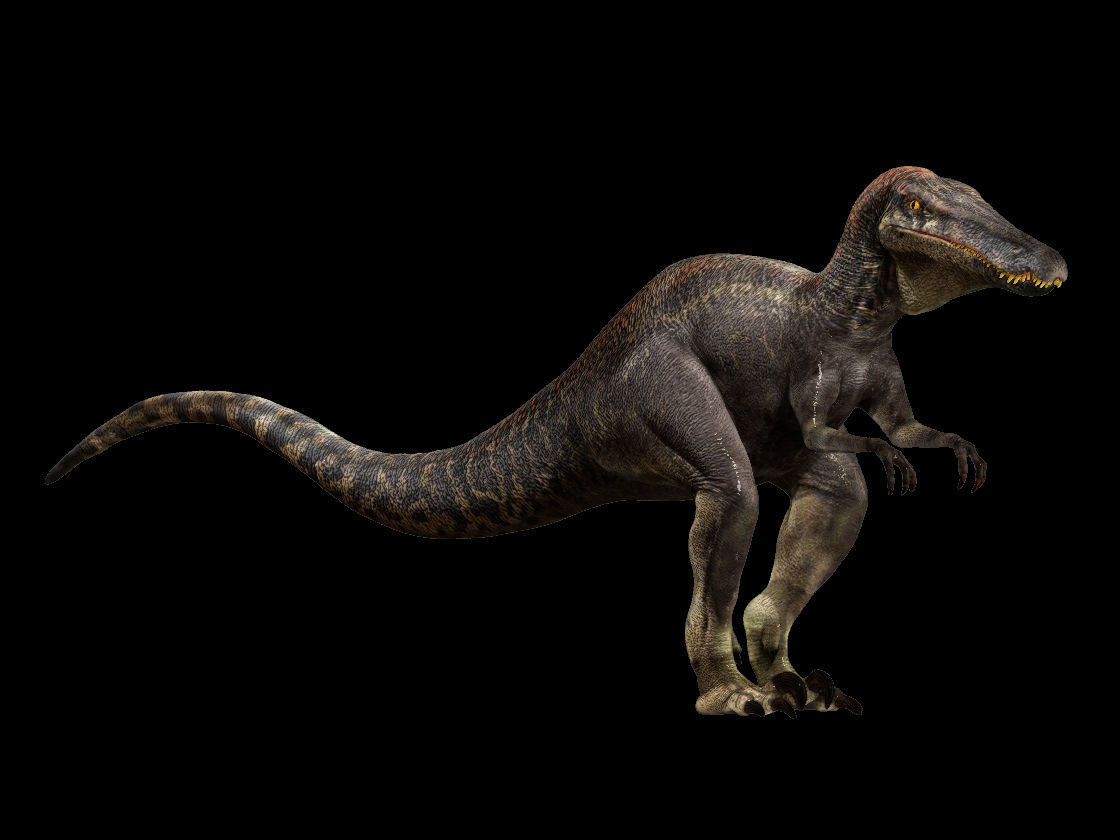 Velociraptor HP and LP 3D model_18