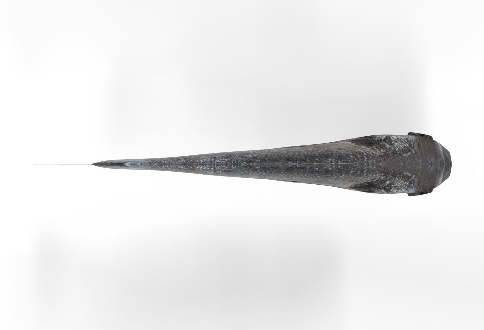 Gilt-head bream 3D model_4