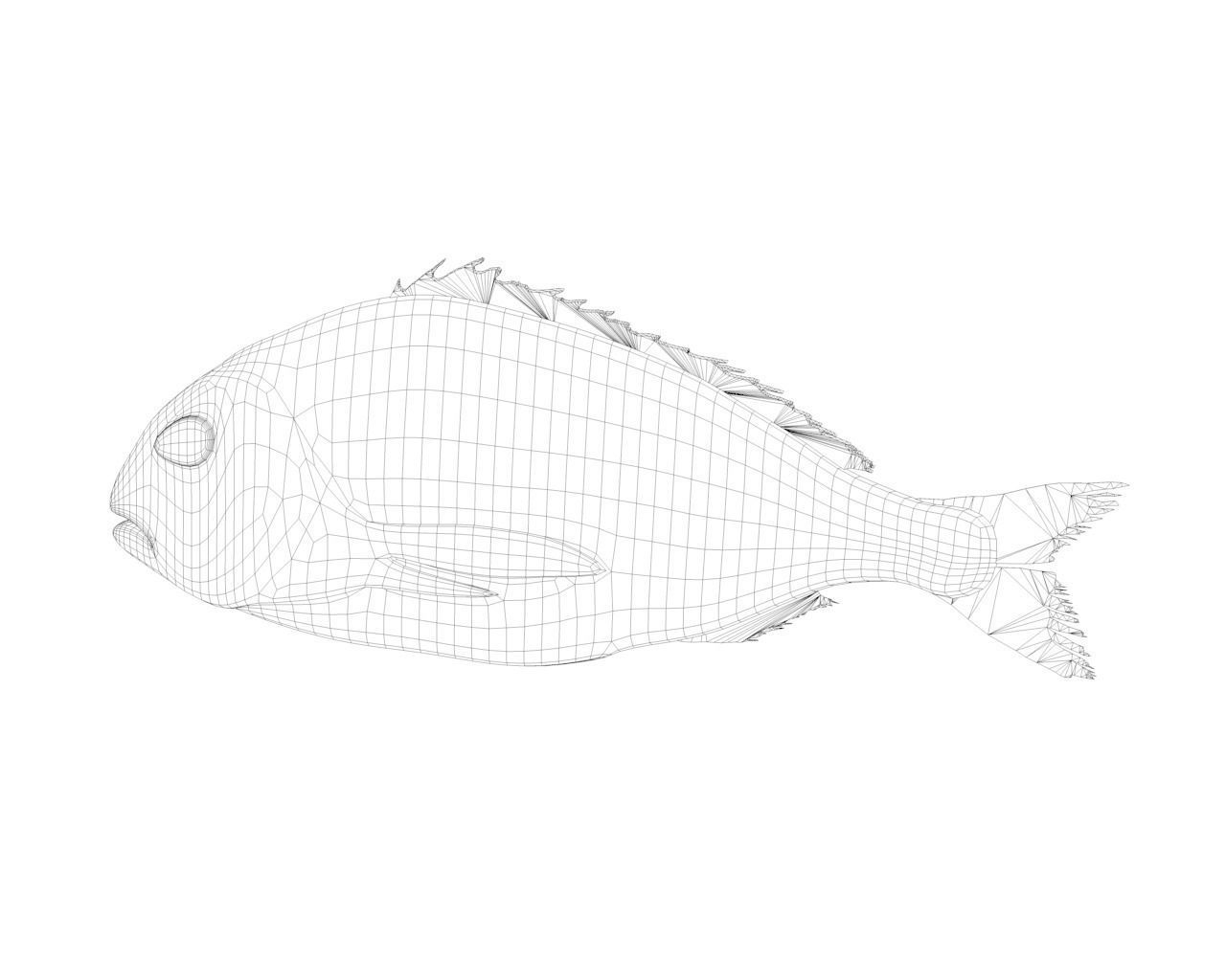 Gilt-head bream 3D model_12