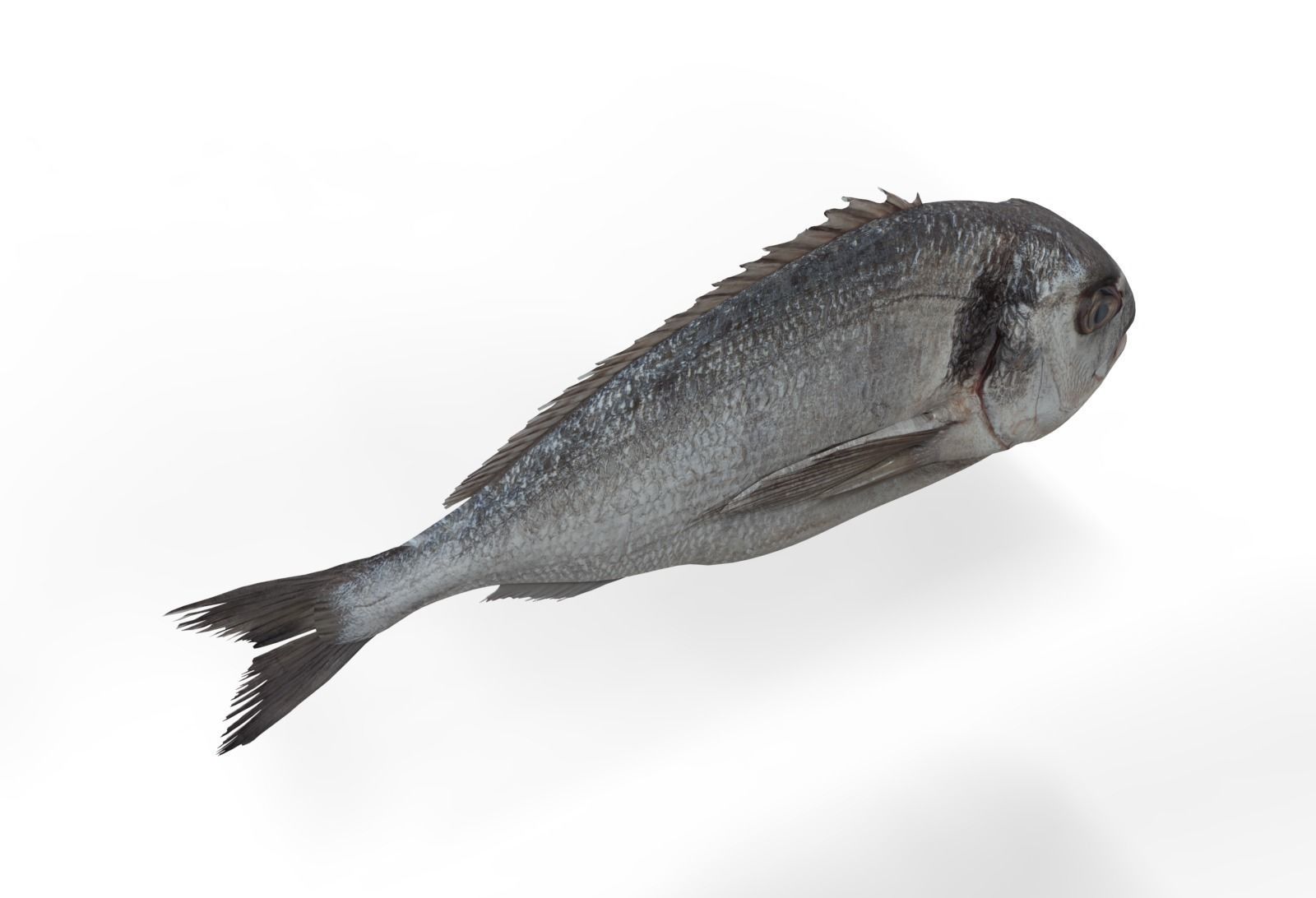 Gilt-head bream 3D model_1