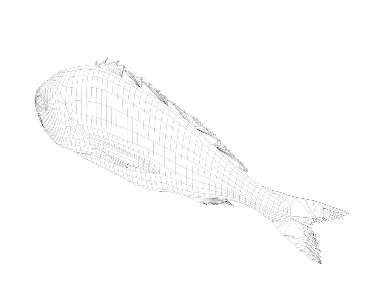 Gilt-head bream 3D model_15