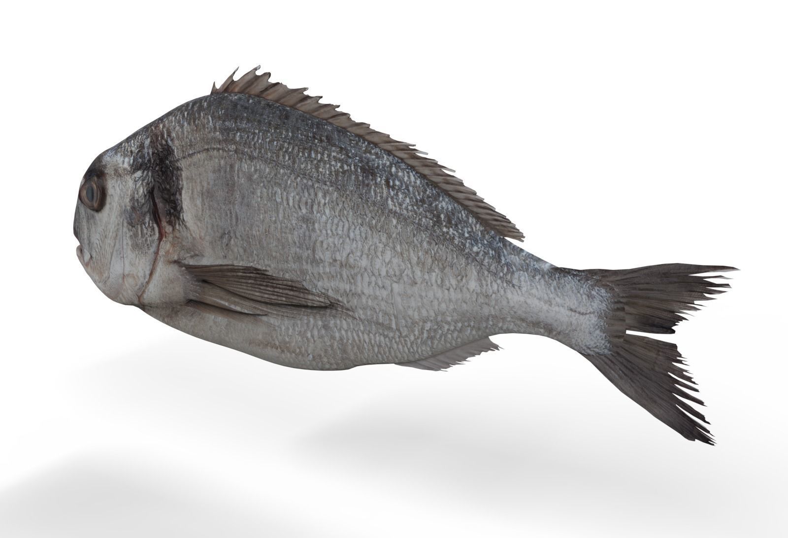 Gilt-head bream 3D model_2