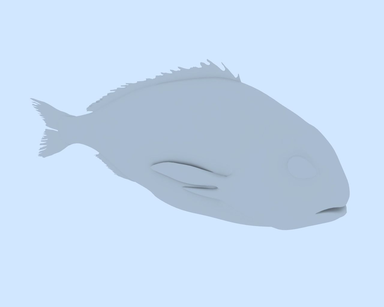 Gilt-head bream 3D model_9