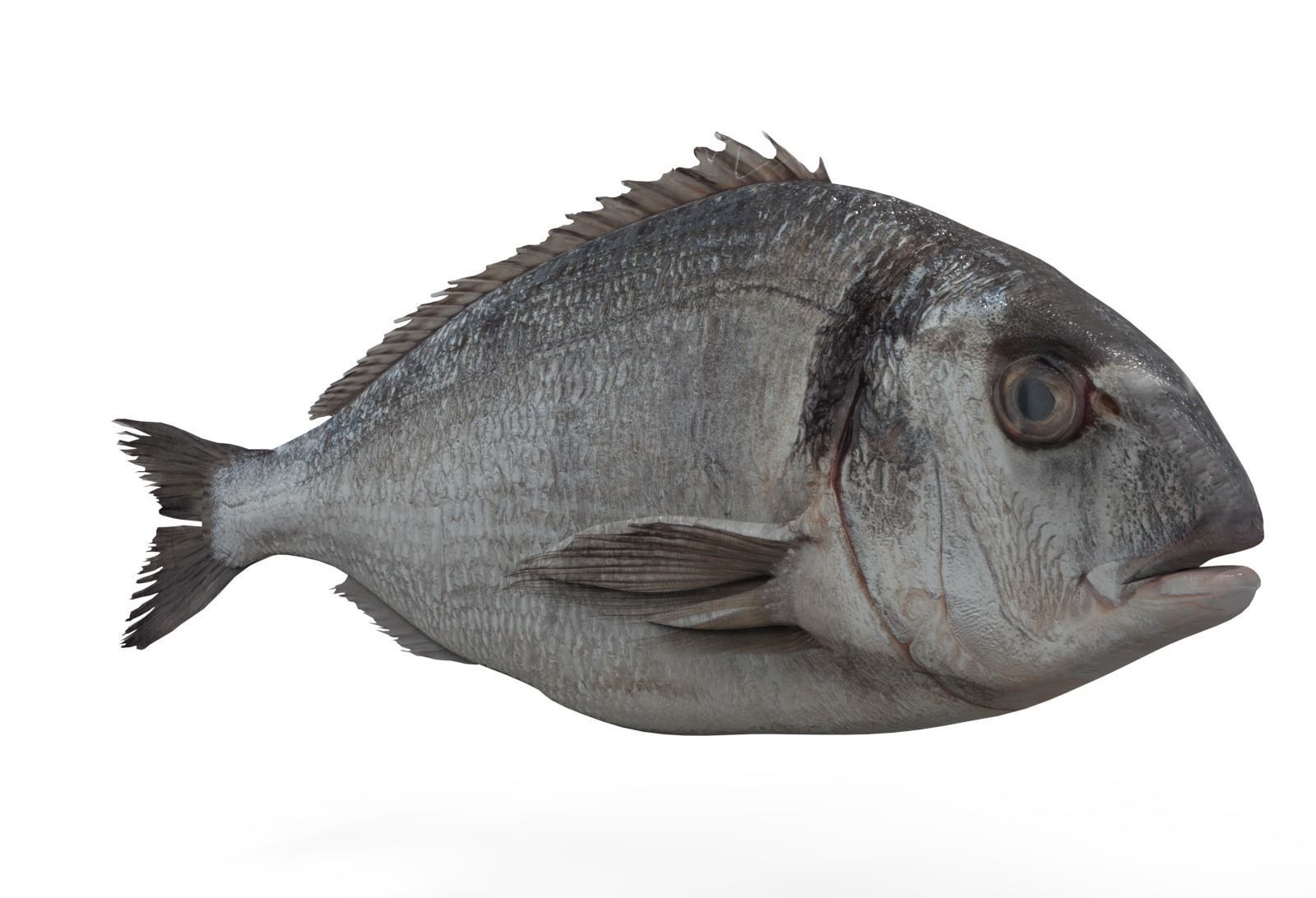 Gilt-head bream 3D model_3