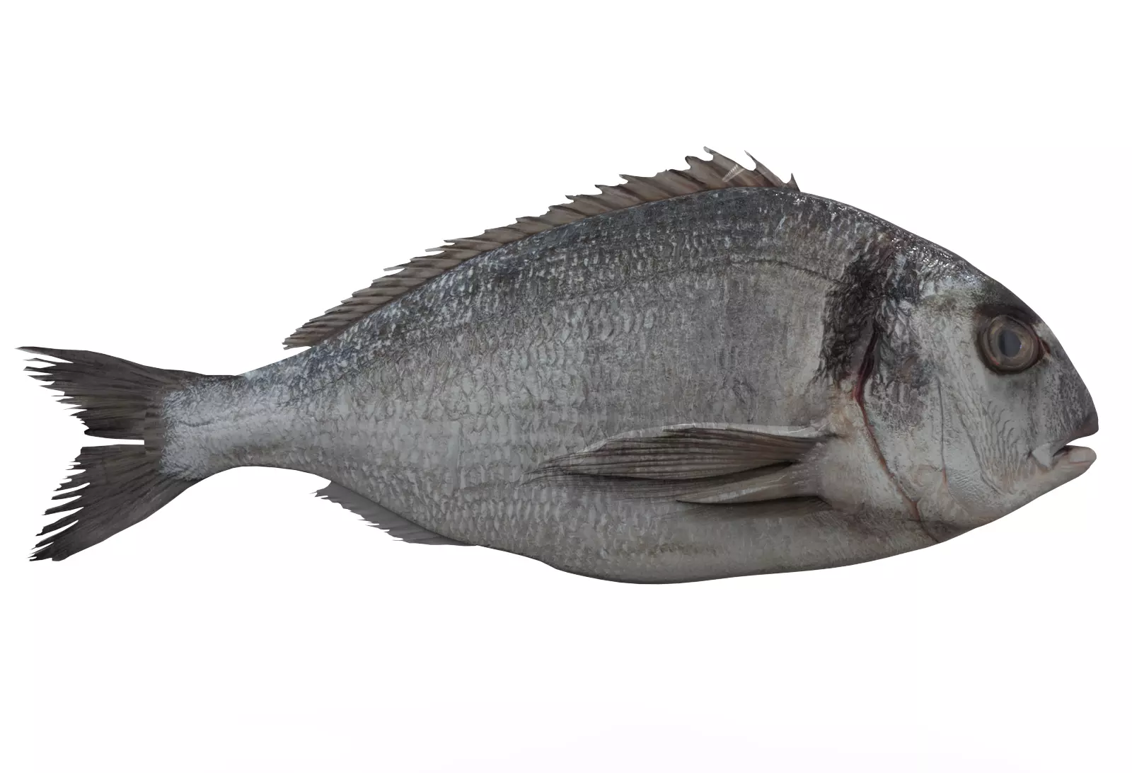Gilt-head bream 3D model_0