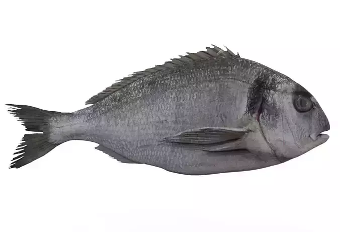 Gilt-head bream 3D model
