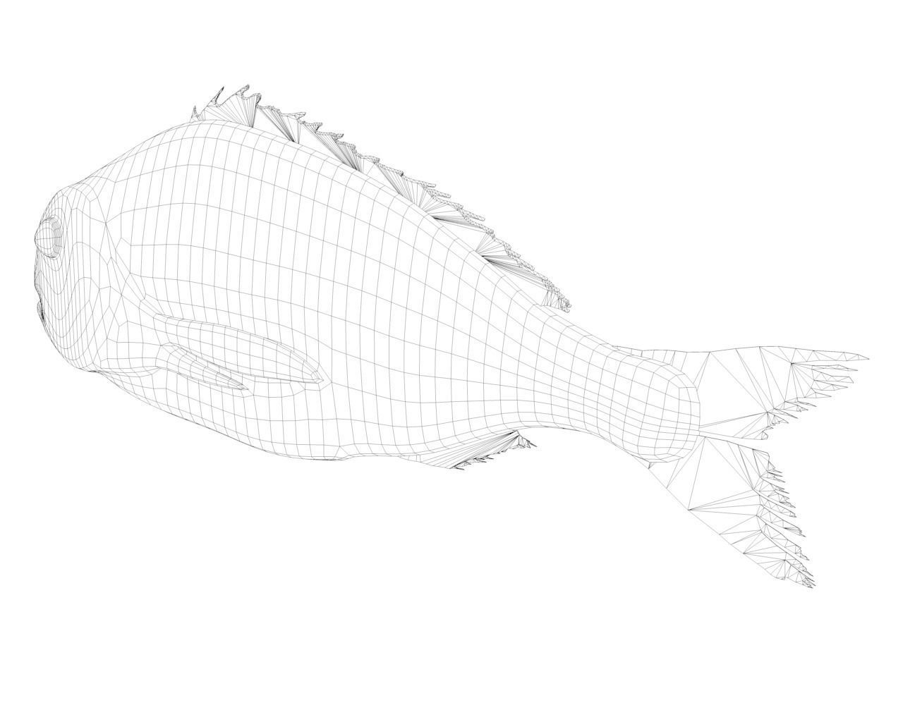 Gilt-head bream 3D model_13