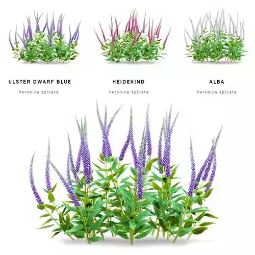 Veronica spicata flower