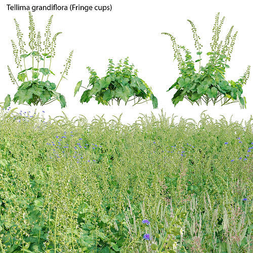 Tellima grandiflora - Fringe cups 3D model