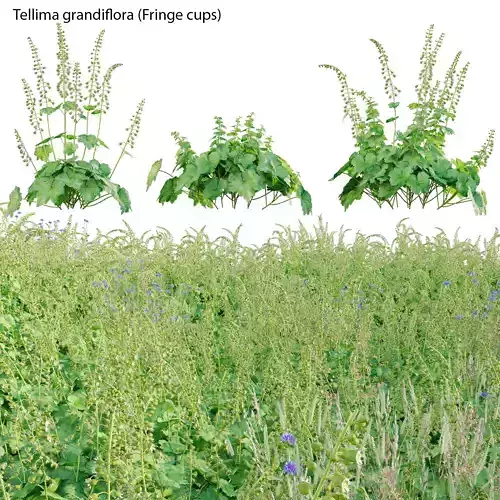 Tellima grandiflora - Fringe cups