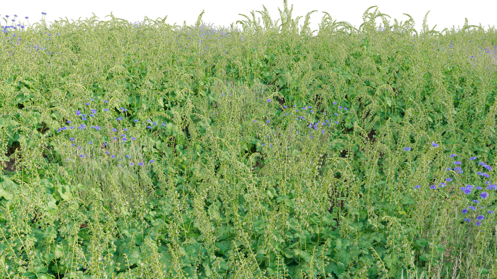 Tellima grandiflora - Fringe cups 02 3D model_5