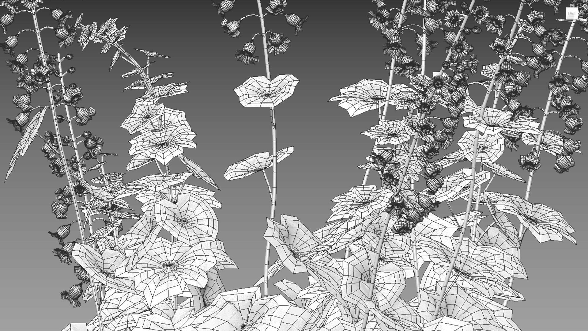 Tellima grandiflora - Fringe cups 02 3D model_9