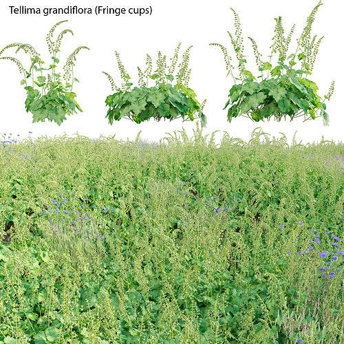 Tellima grandiflora - Fringe cups 02 3D model