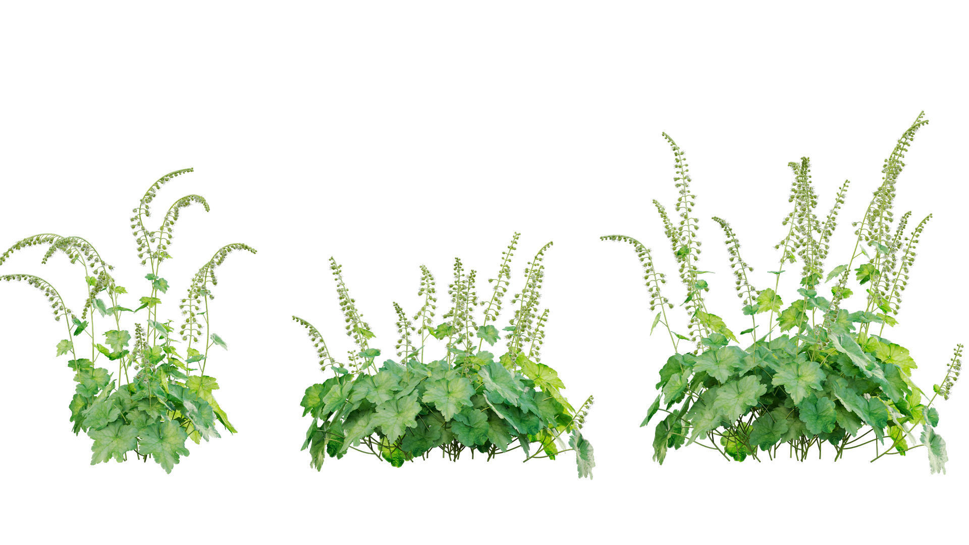 Tellima grandiflora - Fringe cups 02 3D model_4