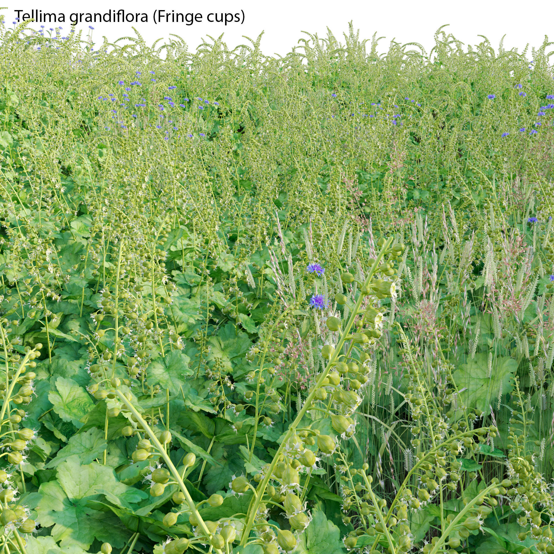 Tellima grandiflora - Fringe cups 02 3D model_2