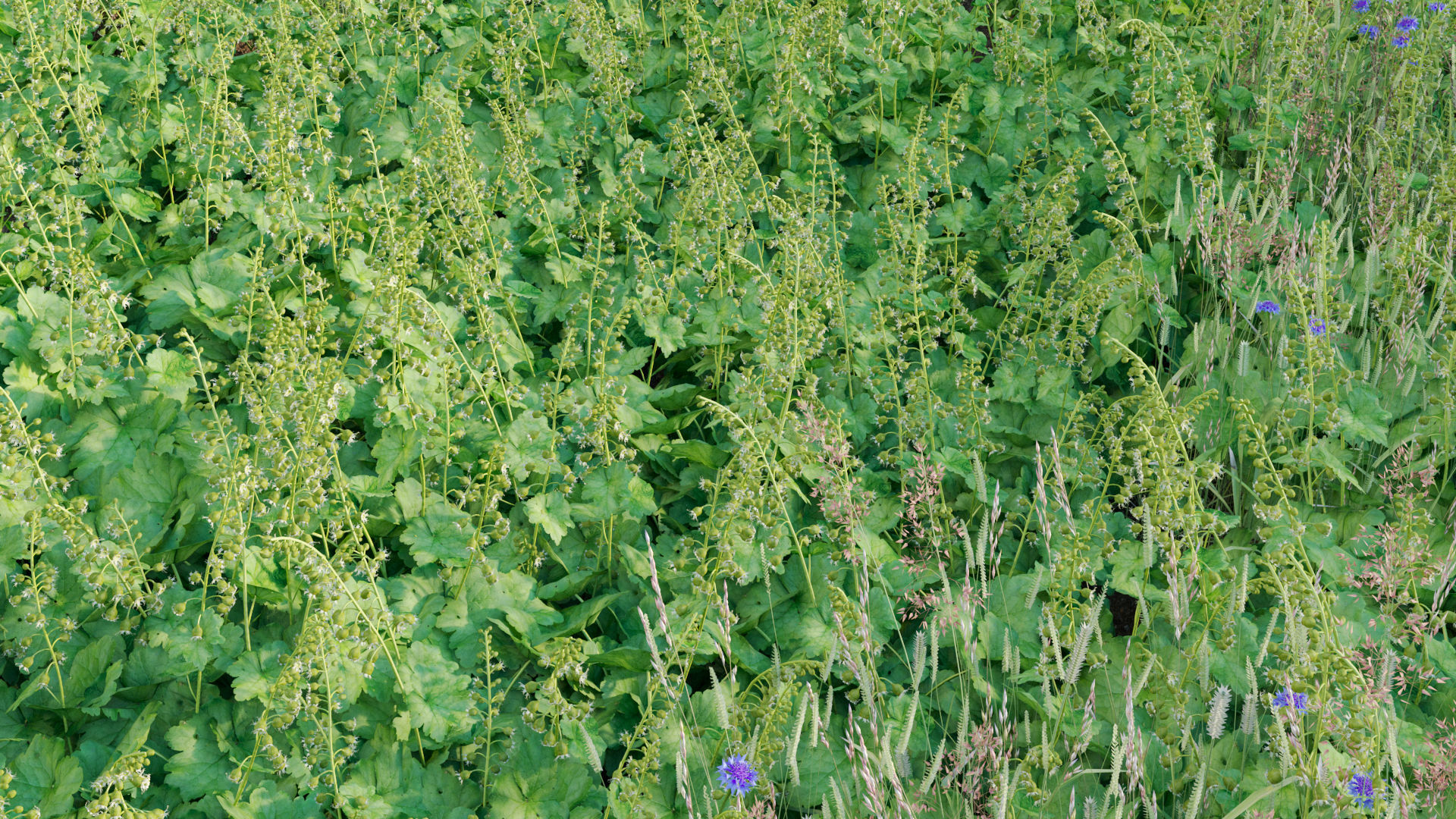 Tellima grandiflora - Fringe cups 02 3D model_6