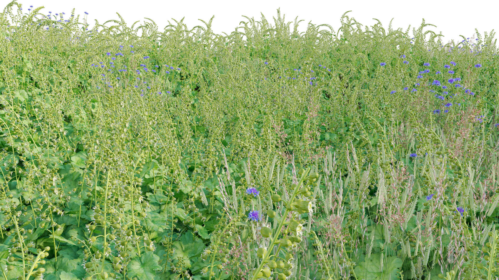 Tellima grandiflora - Fringe cups 02 3D model_7