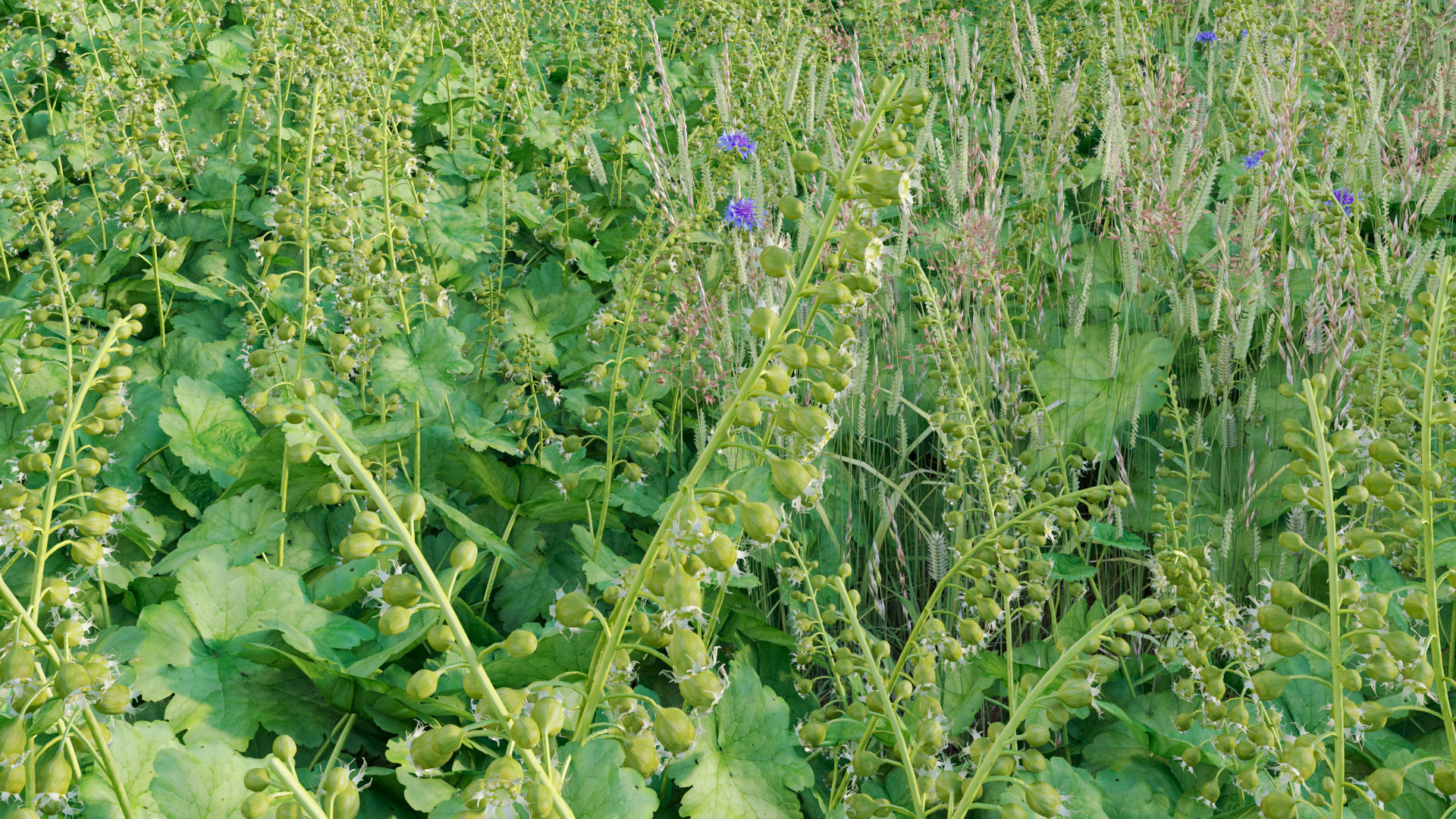 Tellima grandiflora - Fringe cups 02 3D model_8