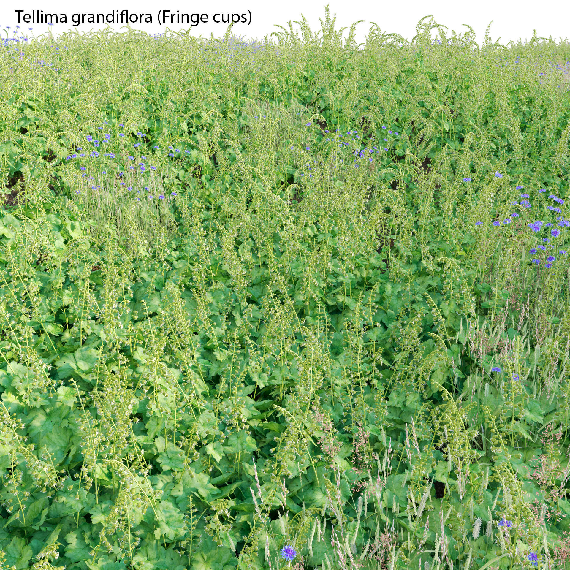 Tellima grandiflora - Fringe cups 02 3D model_1